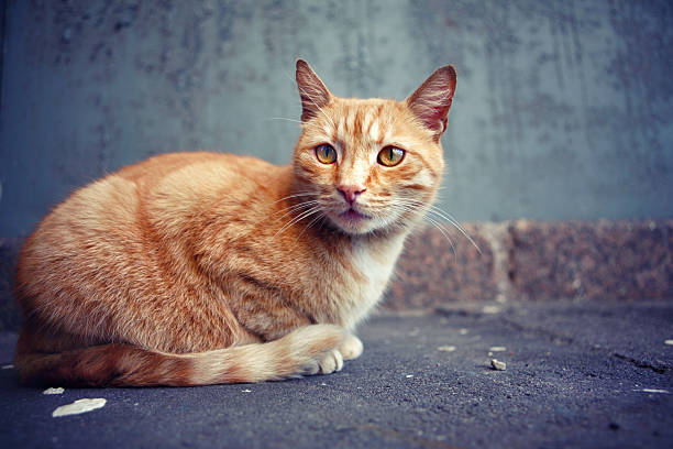 istock Stray cat on the street 177503770