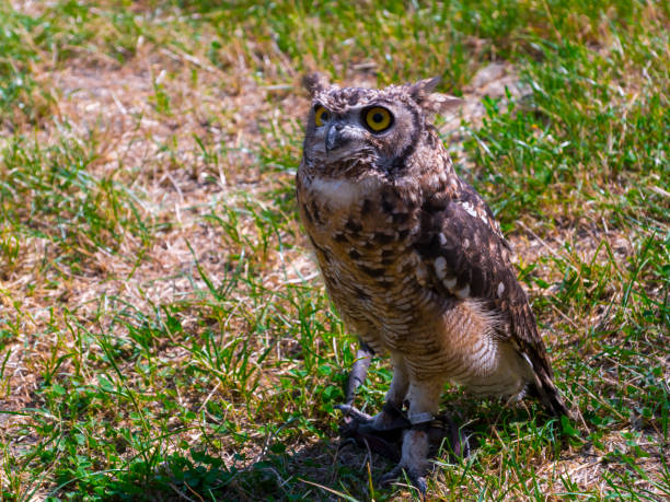 istock African spotted eagle-owl on the ground during a bird show 1775038554