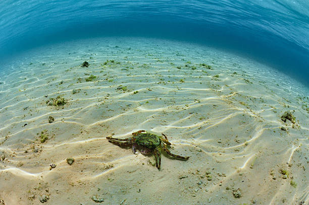 Krabben auf das Meer unten – Foto