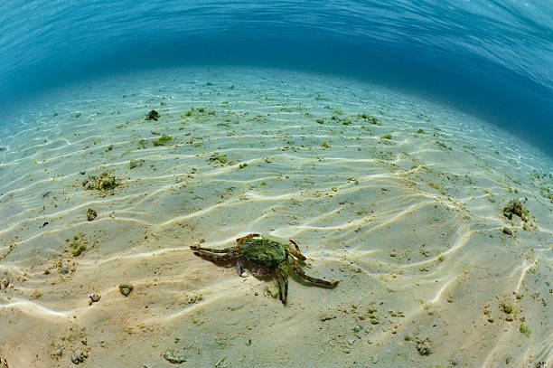 Cangrejo en el fondo del mar - foto de stock