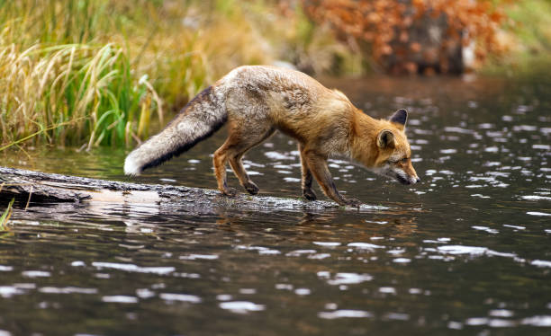 istock Fox standing on a tree trunk lying in the water 1775039658