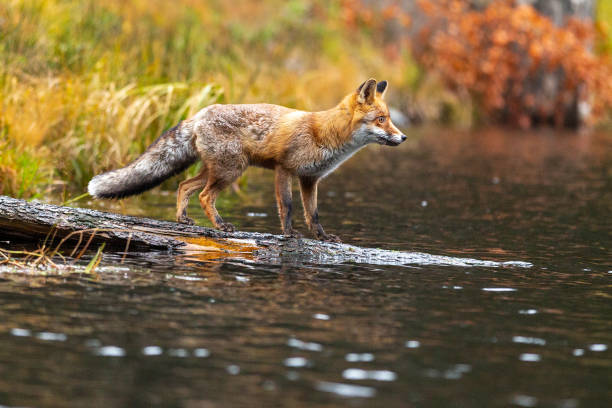 istock Fox standing on a tree trunk lying in the water 1775039673