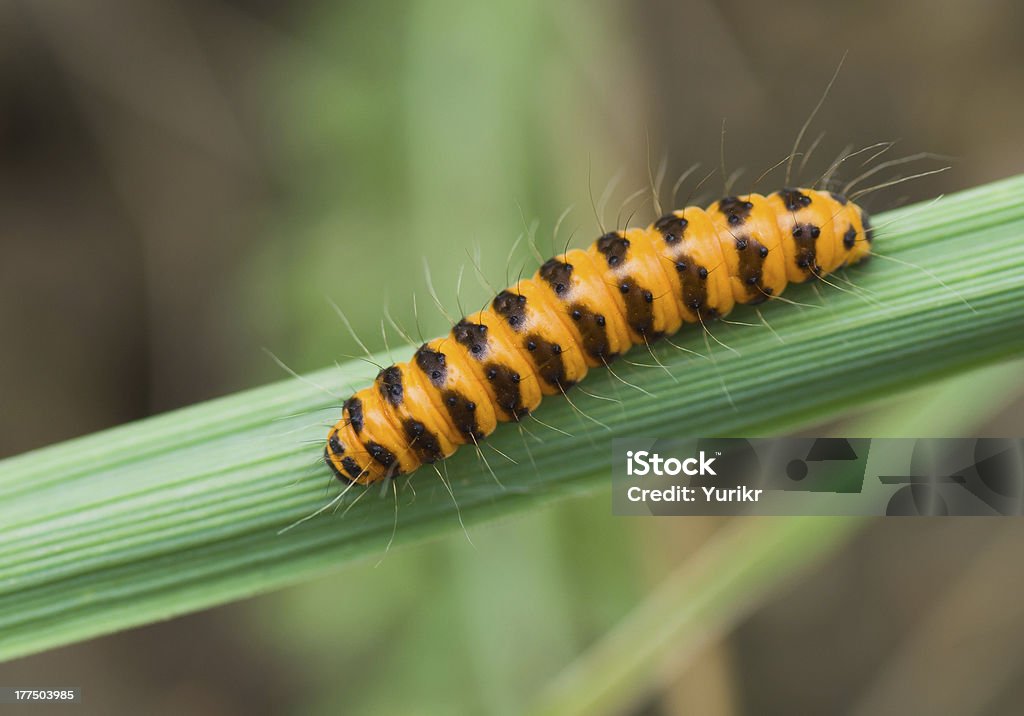 Pequeño naranja caterpillar - Foto de stock de Animal libre de derechos