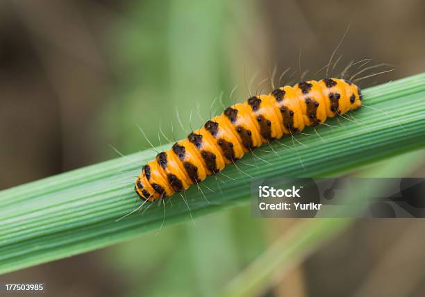 Pequeño Naranja Caterpillar Foto de stock y más banco de imágenes de Animal - Animal, Animales salvajes, Cambio