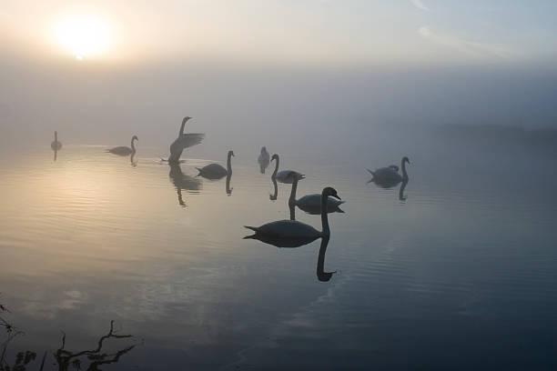 istock Swans on lake at dawn 177504003