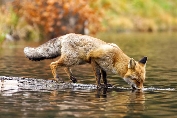 istock Fox stands on a tree trunk lying in the water and drinks 1775040209