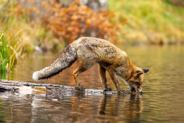 istock Fox stands on a tree trunk lying in the water and drinks 1775040732