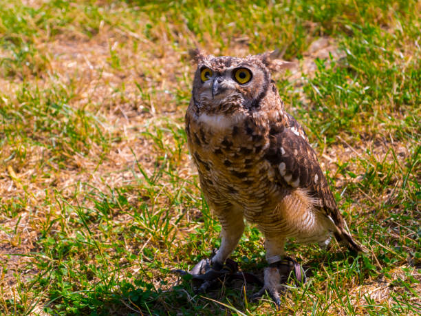 istock African spotted eagle-owl on the ground during a bird show 1775040745