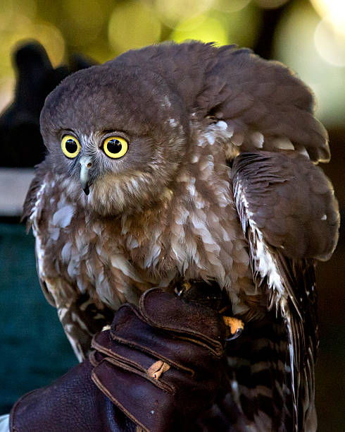 istock Southern Boobook ( Ninox novaeseelandiae). 177504107