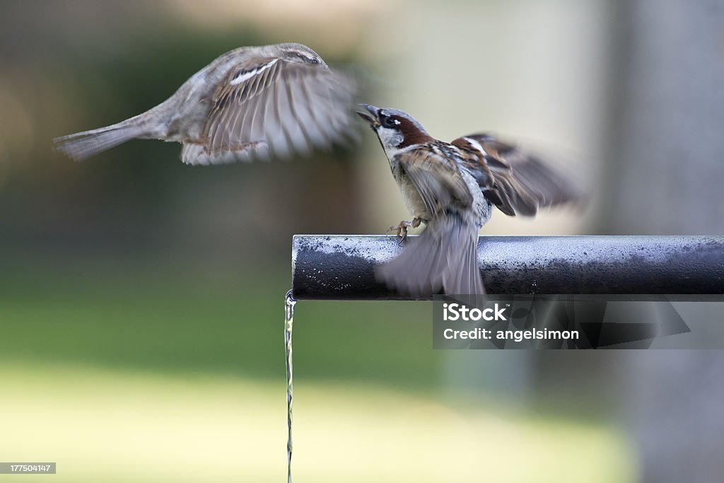 Sparrows Wasser zu trinken. - Lizenzfrei Biologie Stock-Foto