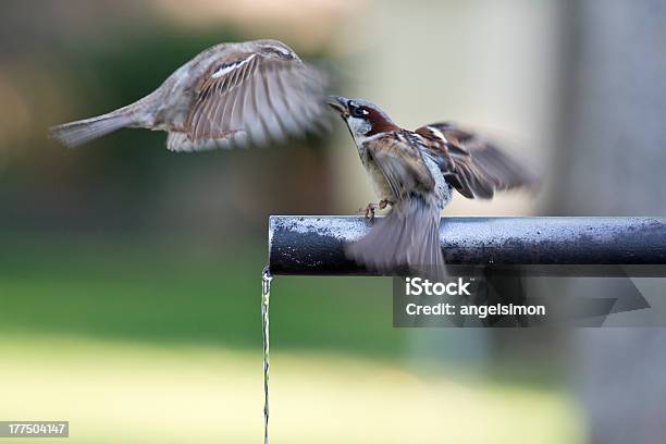 Sparrows Wasser Zu Trinken Stockfoto und mehr Bilder von Biologie - Biologie, Durst, Eisen