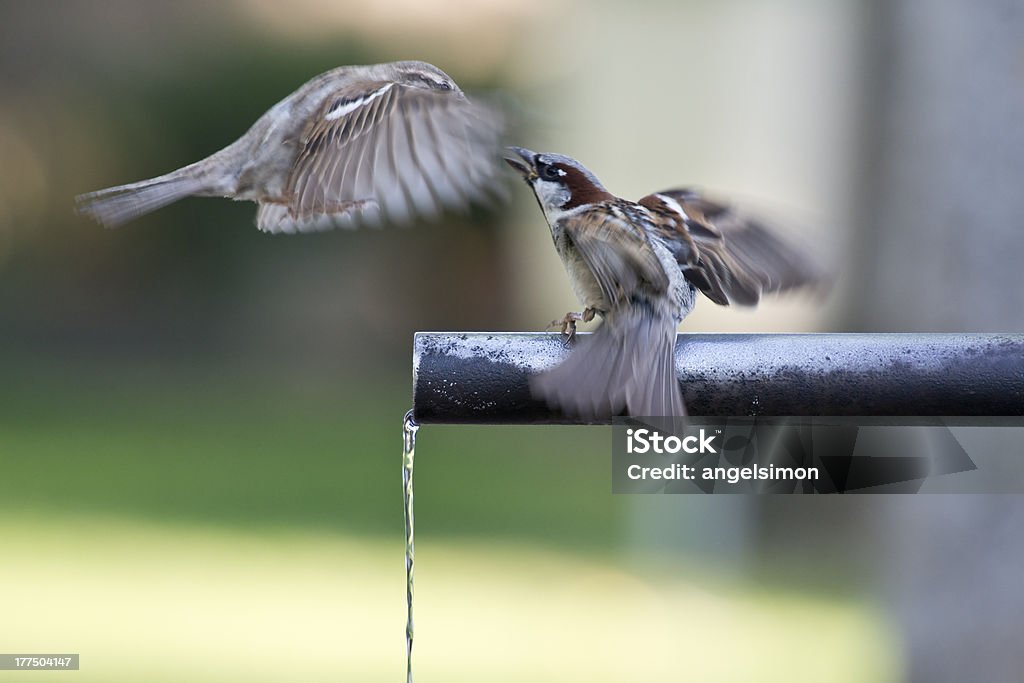 Sparrows wody pitnej. - Zbiór zdjęć royalty-free (Biologia - Nauka)