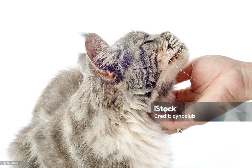 Affettuoso Gatto maine coon - Foto stock royalty-free di Accarezzare un animale