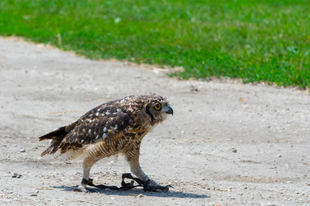 istock African spotted eagle-owl on the ground during a bird show 1775042372