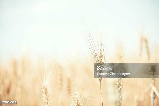 Wheat Field Stock Photo - Download Image Now - Agricultural Field, Agriculture, Backgrounds