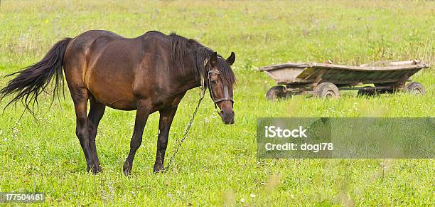 Carro De Caballos Con Caballos Foto de stock y más banco de imágenes de Aire libre - Aire libre, Animal, Anticuado