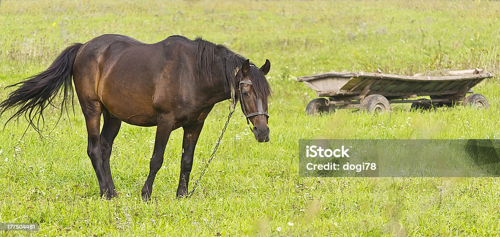 Carruagem do cavalo com cavalos - Foto de stock de Animal royalty-free