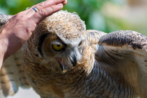 istock Petting an Indian eagle owl at a bird show 1775045028