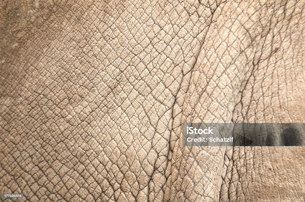 rhinoceros skin white rhinoceros skin from alive body Abstract Stock Photo