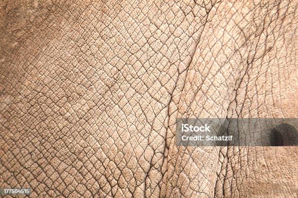 Rhinoceros Skin Stock Photo - Download Image Now - Abstract, Animal, Animal Body