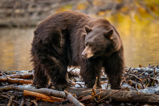 A black bear fishes for salmon backlit by fall colr reflection at Prosser Creek near Lake Tahoe
