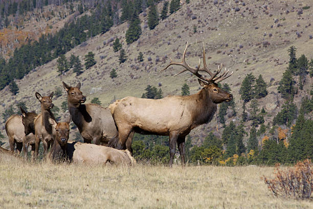 istock Bull Elk With Harem in Rut 177504773