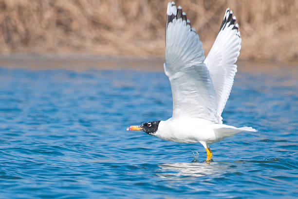 gran gaviota reidora - larus ichthyaetus fotografías e imágenes de stock