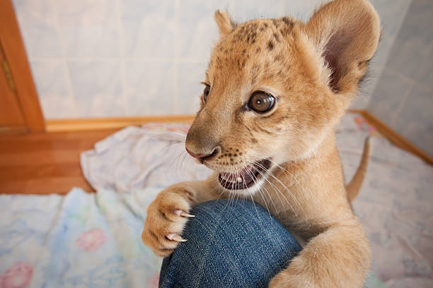 Kiara The world first hybrid of liger mother and lion father - Kiara in Novosibirsk zoo liger stock pictures, royalty-free photos & images