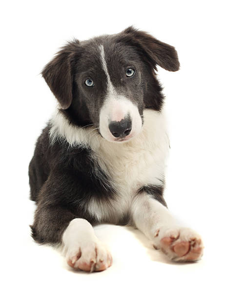 istock 8 month old Border Collie 177505290