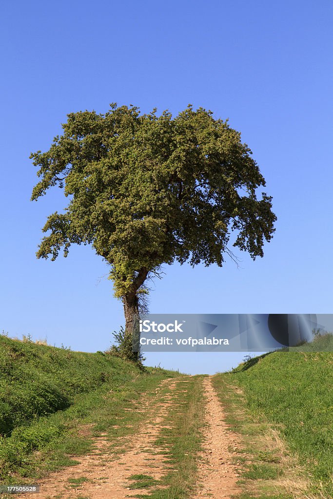 Lonely tree Lonely tree at the end of an unpaved road Agricultural Field Stock Photo