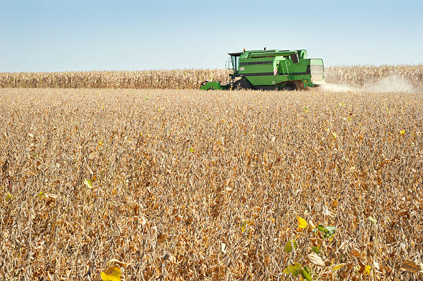 istock Harvesting of soy bean 177505569