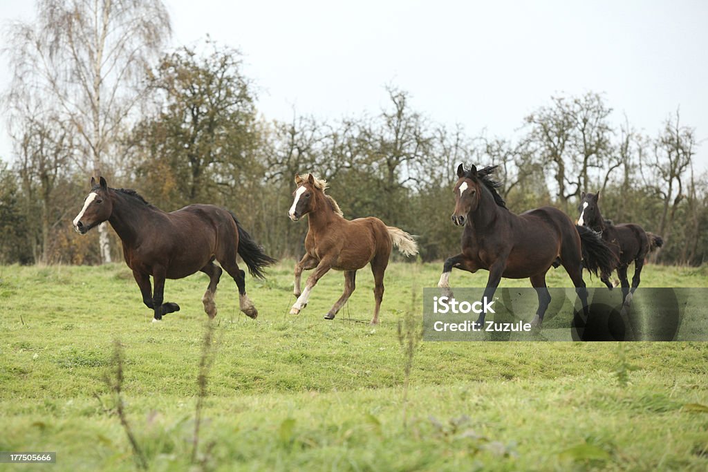pony Gallese cercavi corsa con foals-Gruppo musicale - Foto stock royalty-free di Ambientazione esterna