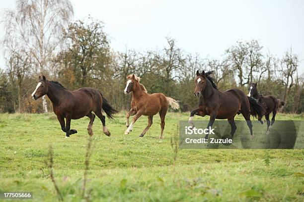 Pony Gallese Cercavi Corsa Con Foalsgruppo Musicale - Fotografie stock e altre immagini di Ambientazione esterna