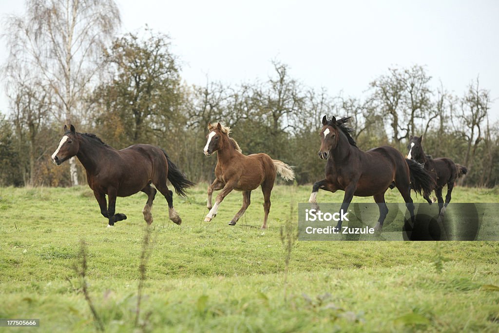 Pônei Galês mares corrida com foals-Grupo de música - Foto de stock de Alazão - Cor de Cavalo royalty-free