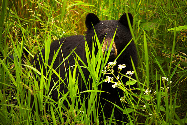 Female Black Bear and Cub stock photo