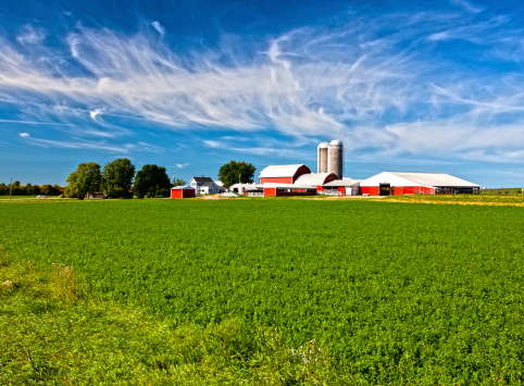 American Country Farm with soybean plants and blue sky