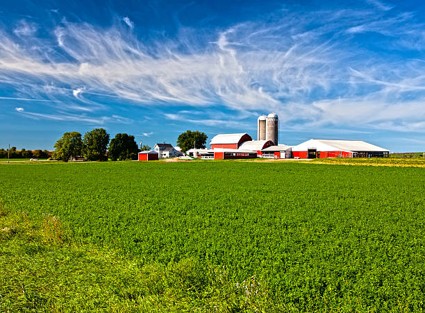 American Country Farm American Country Farm with soybean plants and blue sky dairy farm stock pictures, royalty-free photos & images