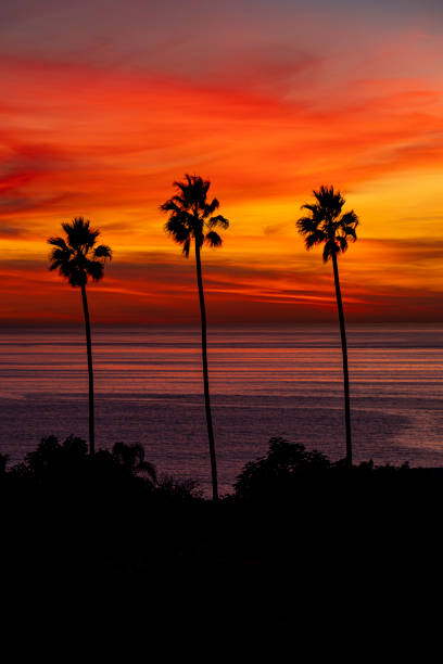 Encinitas Sunset over Swamis with Palm Trees