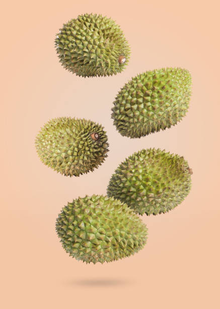 istock Whole ripe durians falling on beige background 1775060470