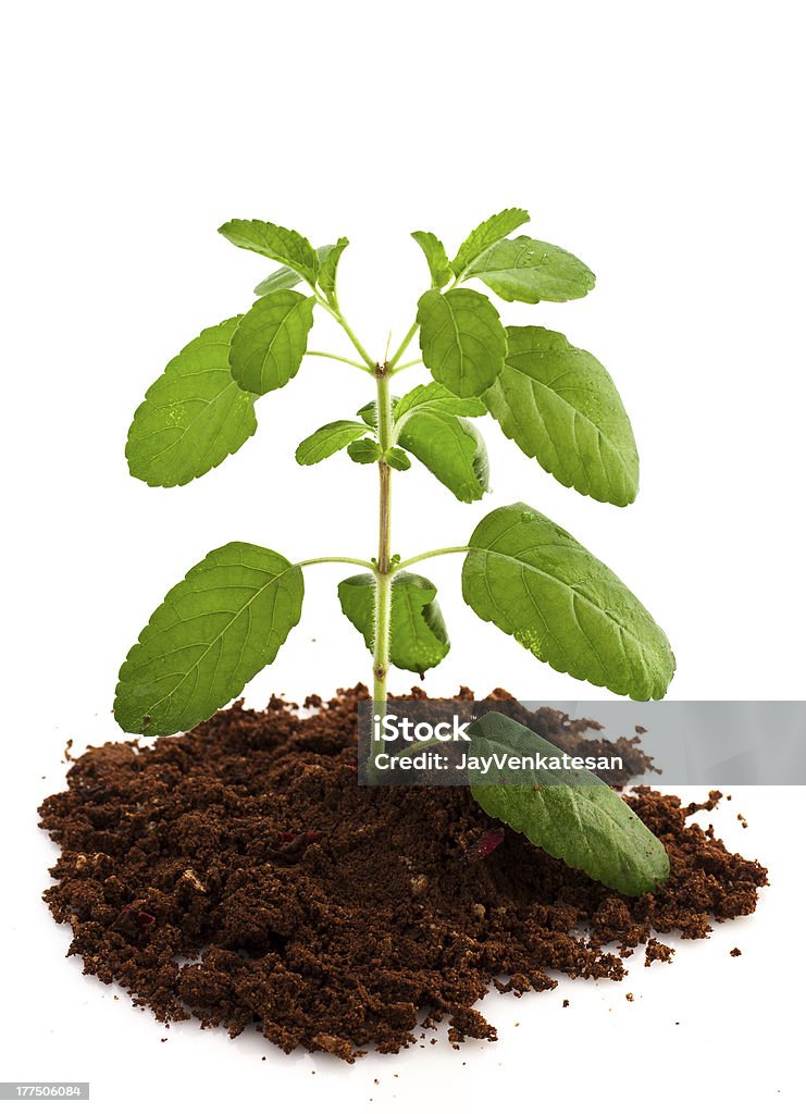 Heilige Basilikum Tulsi oder isoliert mit weißem Hintergrund - Lizenzfrei Asien Stock-Foto