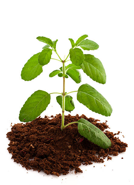 istock Holy Basil Or Tulsi Isolated With white  background 177506084