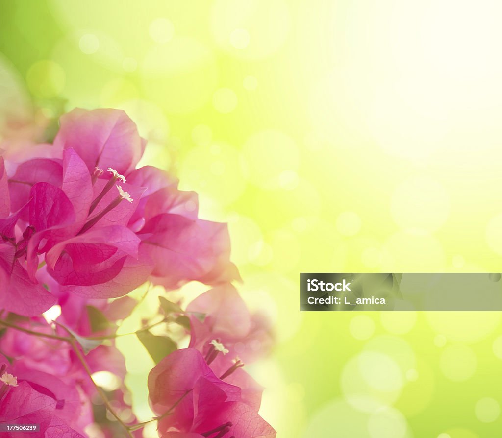Piękne Streszczenie tło kwiatowy z Różowe kwiaty. Granica projekt - Zbiór zdjęć royalty-free (Abstrakcja)