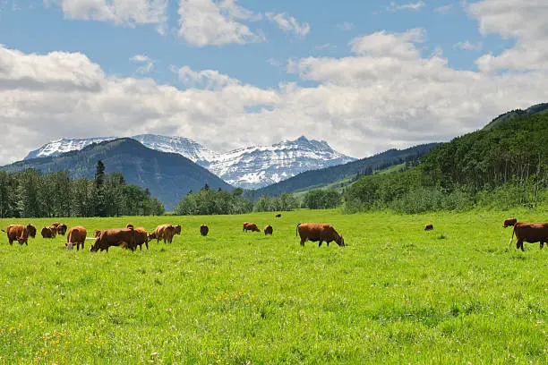 Photo of Mountain Pastures