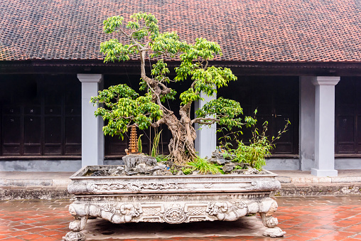 Very old bonsai tree in the garden at Văn Miếu Quốc Tử Giám (Temple of Literature) in Hanoi, Vietnam