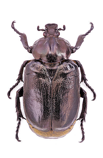 istock Male of endangered hermit beetle (Osmoderma eremita) 177506370