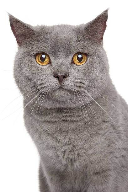 istock British Shorthair cat 177506492