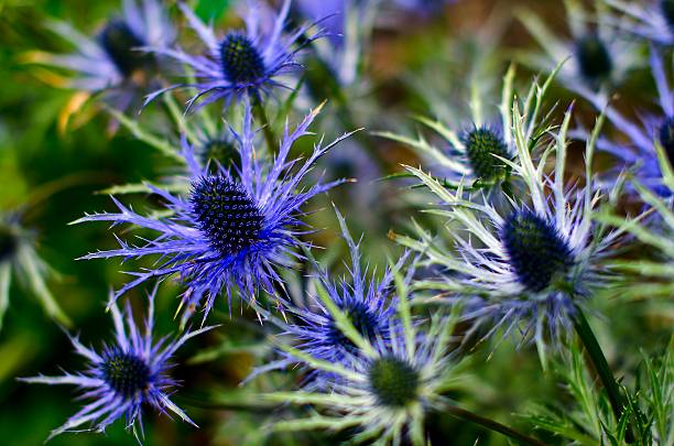 istock Holly of the sea 177506518