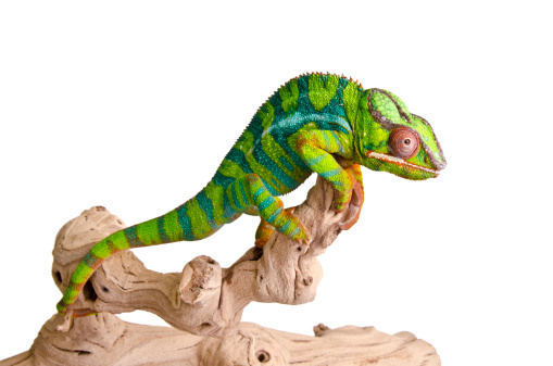 Camaleón colorido photo