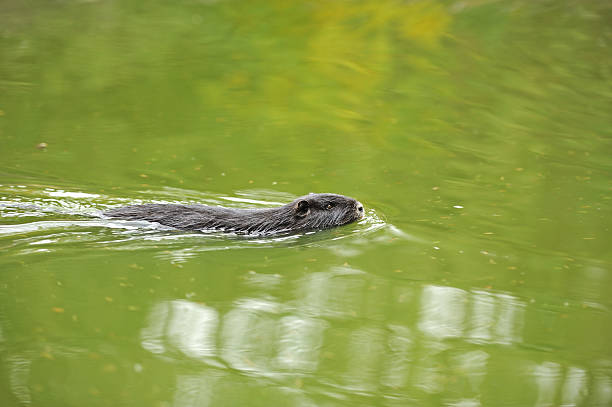 istock Portrait of a nutria 177506694