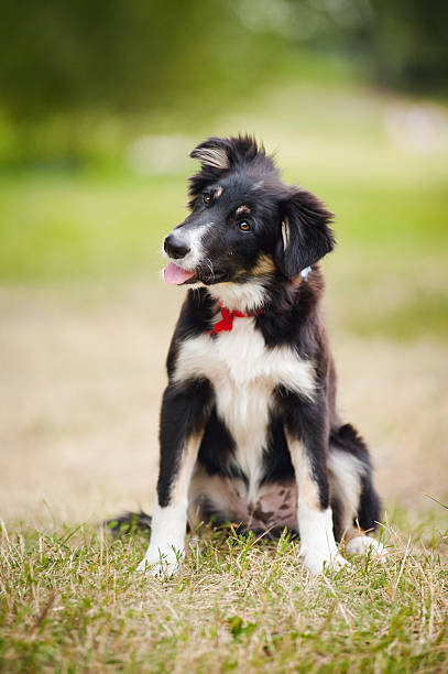 istock puppy border collie portrait 177506706